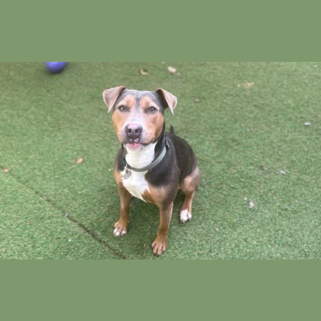 Photo of Daisy