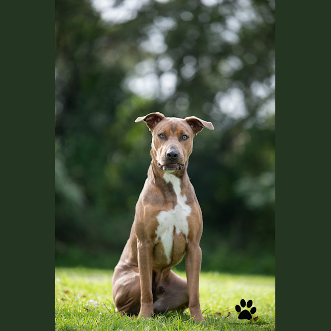 Photo of Sherlock