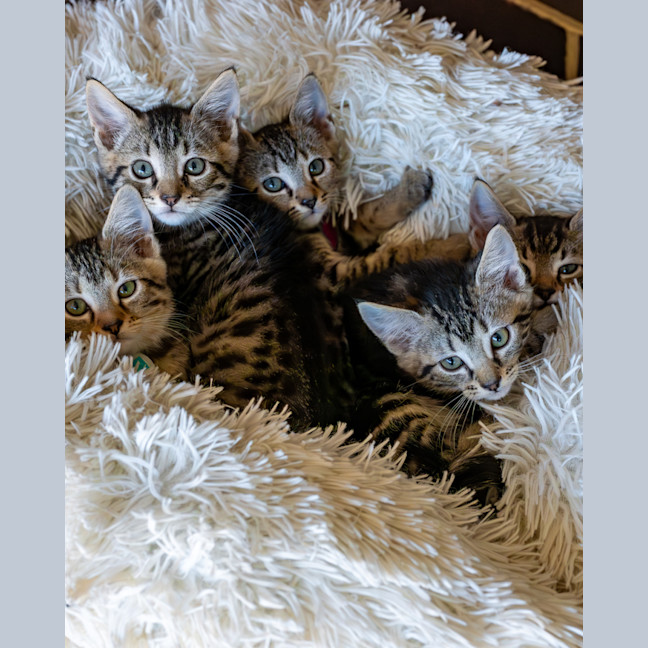 Photo of Roxy