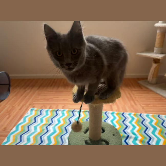 Photo of Peppercorn