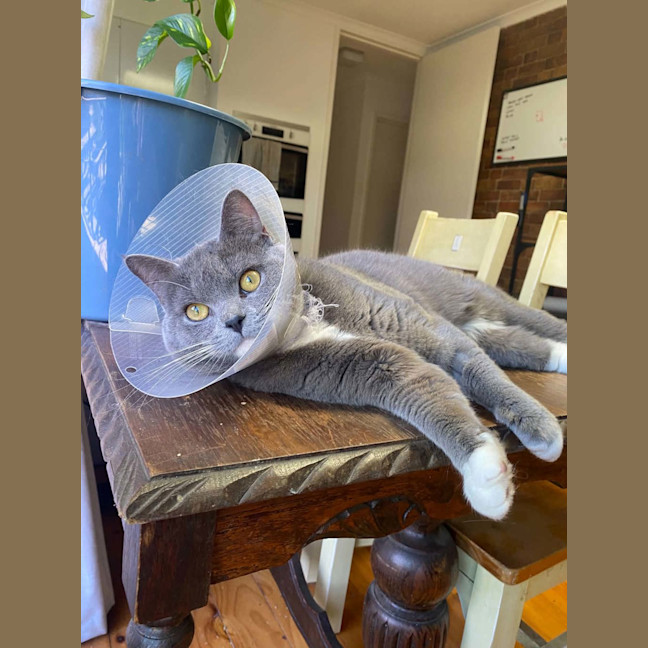 Photo of Leo