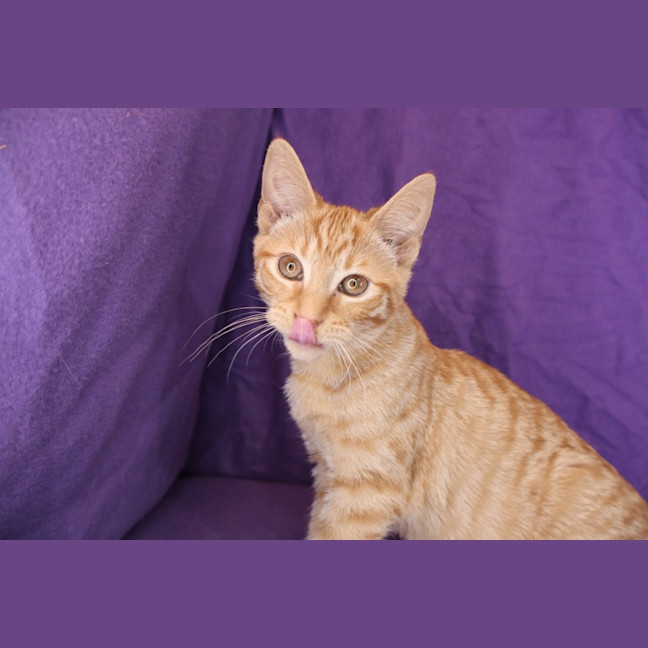 Photo of Clementine