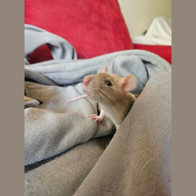 Photo of Rosie