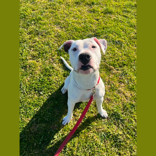 Photo of Tommy (63930)
