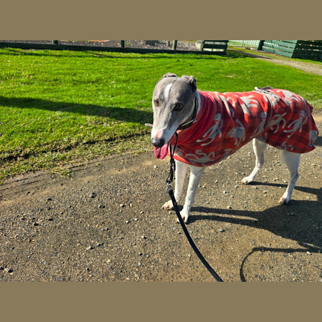 Photo of Daphne 