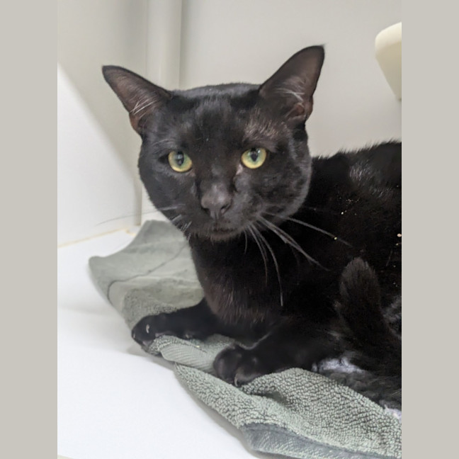 Photo of 🐝 Argyle 6861 🐝