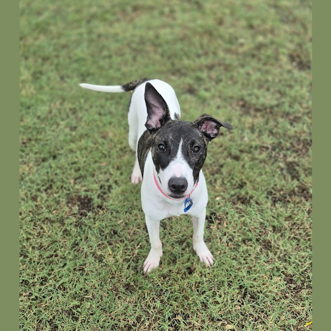 Photo of Chillie