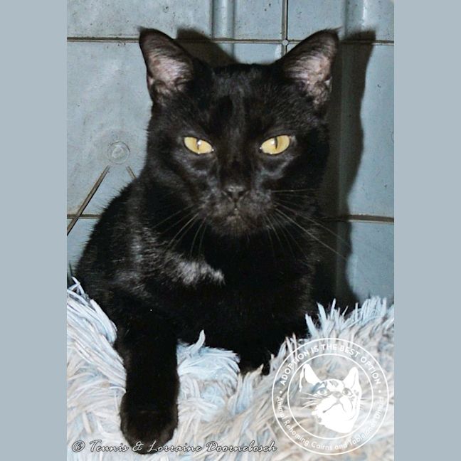 Photo of Black Beauty