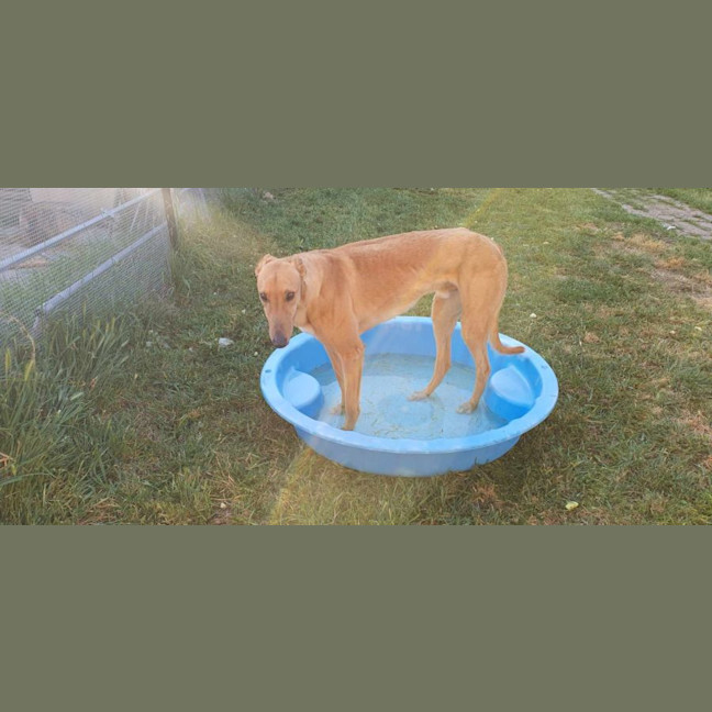 Photo of Buckley The Greyhound
