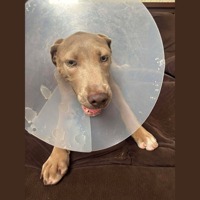 Photo of Brutus
