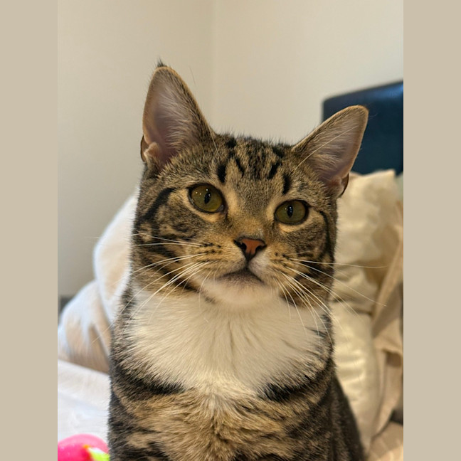 Photo of Sphinx