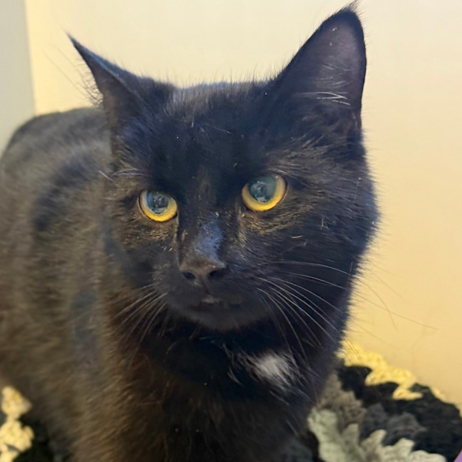 Photo of Peanut