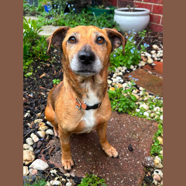 Photo of Piper 