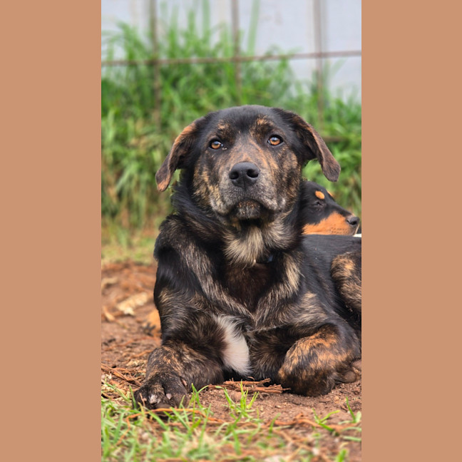 Photo of Shadow