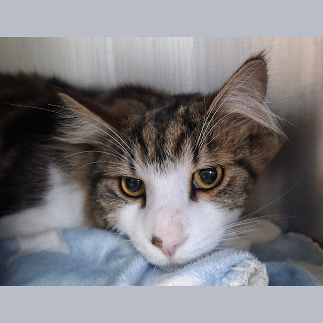 Photo of Mufasa (Bonded To Taka)