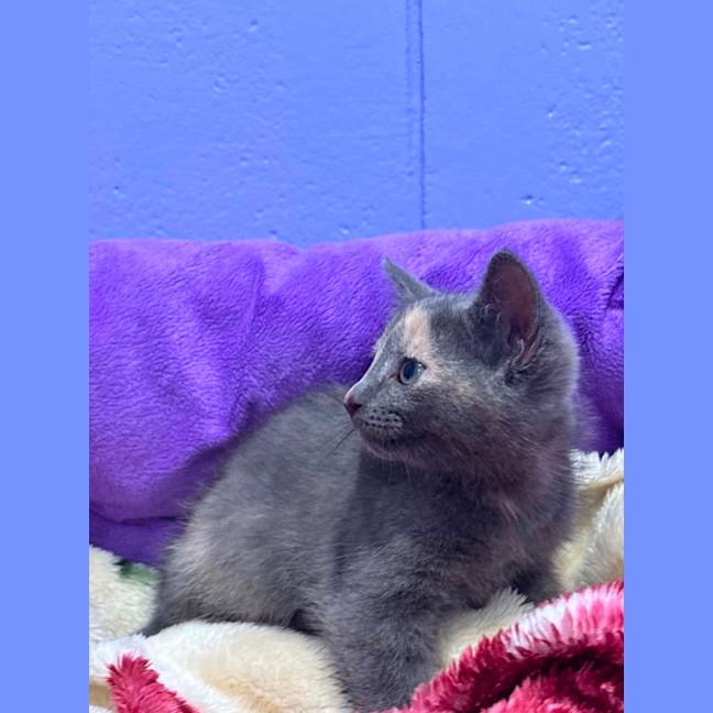Photo of Precious