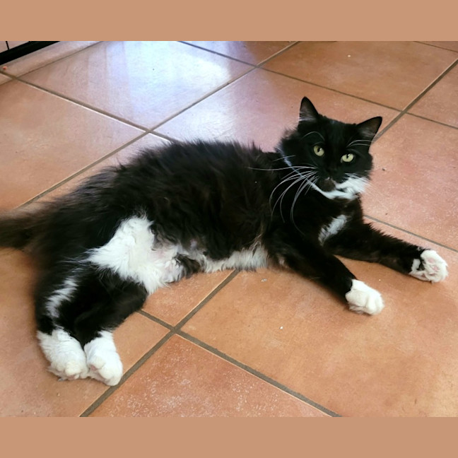 Photo of  💗 Vanessa 🐈‍⬛