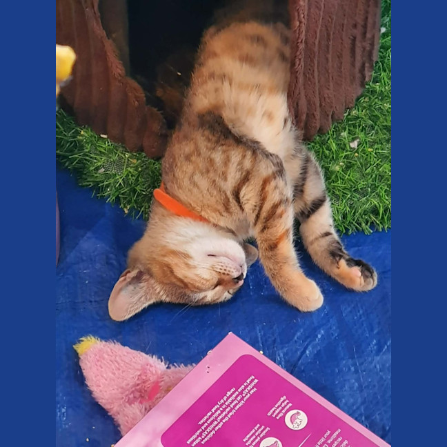 Photo of Maxie  **2nd Chance Cat Rescue**