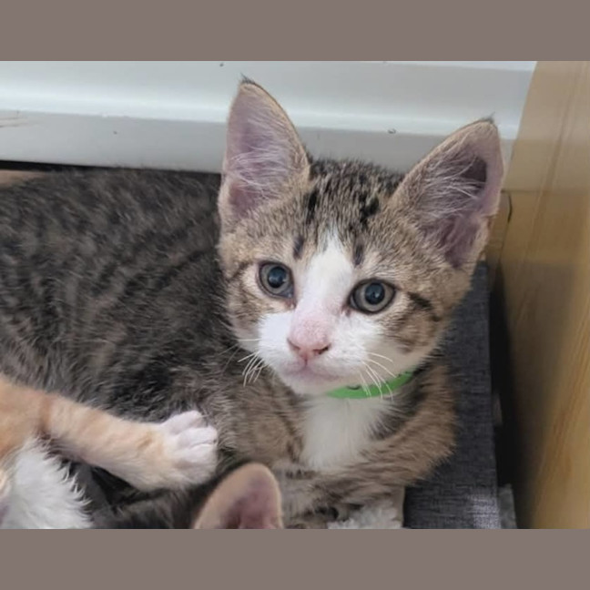 Photo of Phillip Meet Me@Petstock Clyde Store 