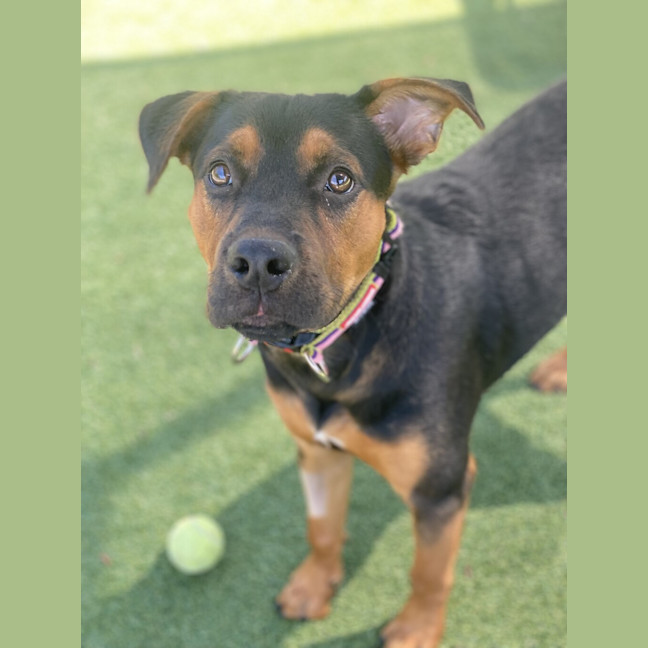 Photo of Knox