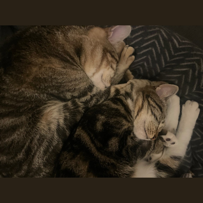 Photo of Puss