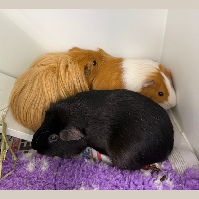 Photo of Lionel (Bonded With Walter And Fabio)