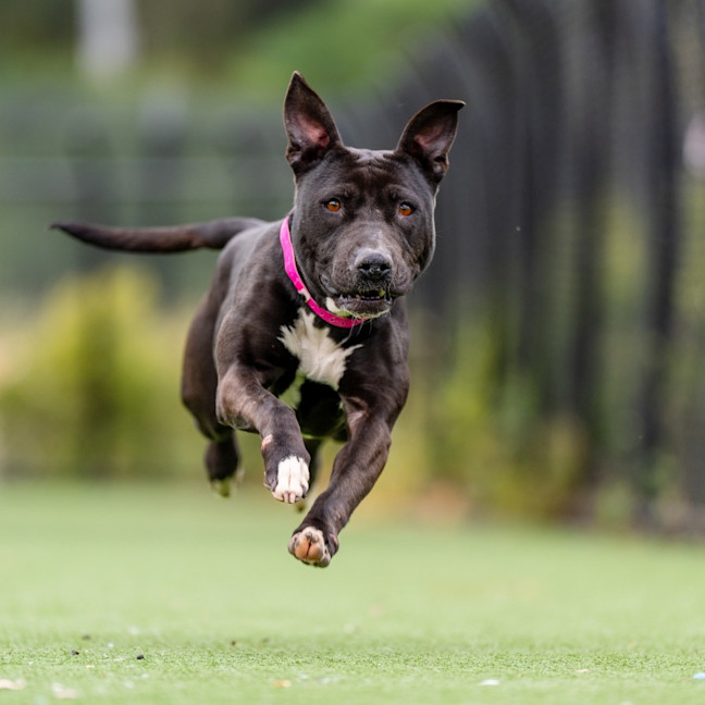 Photo of Goose Imp 1611