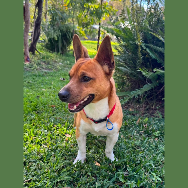 Photo of Tonka