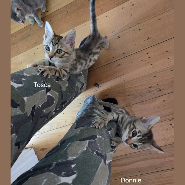 Photo of Tosca & Donnie 