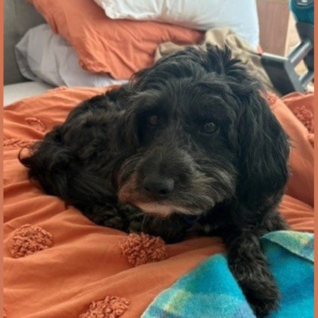 Photo of Cooper   3 Year Old Border Collie X Toy Poodle