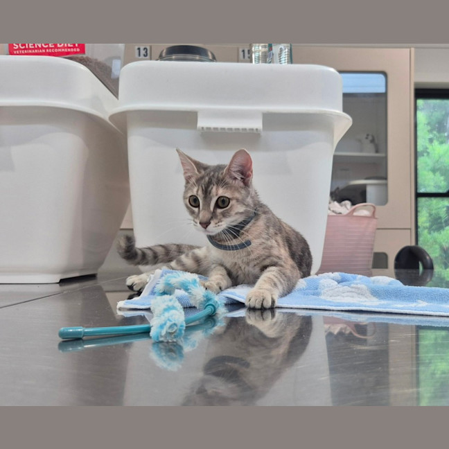 Photo of Rain (8959)