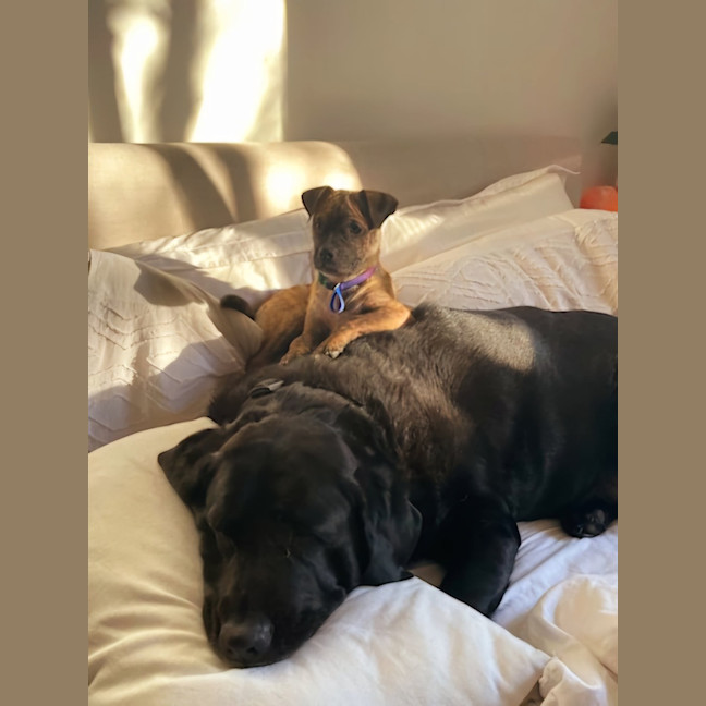 Photo of Diego   3 Month Old Staffy X Pug (Trial