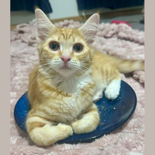 Photo of Tilly Torrens