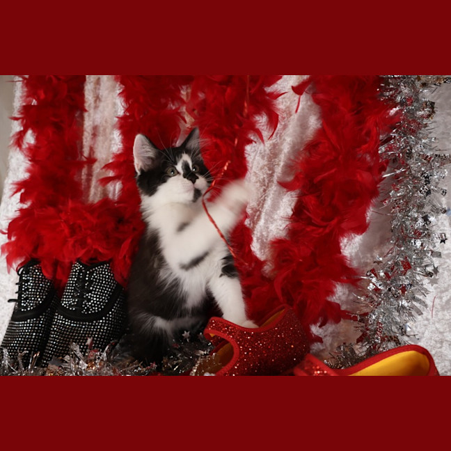 Photo of Tango