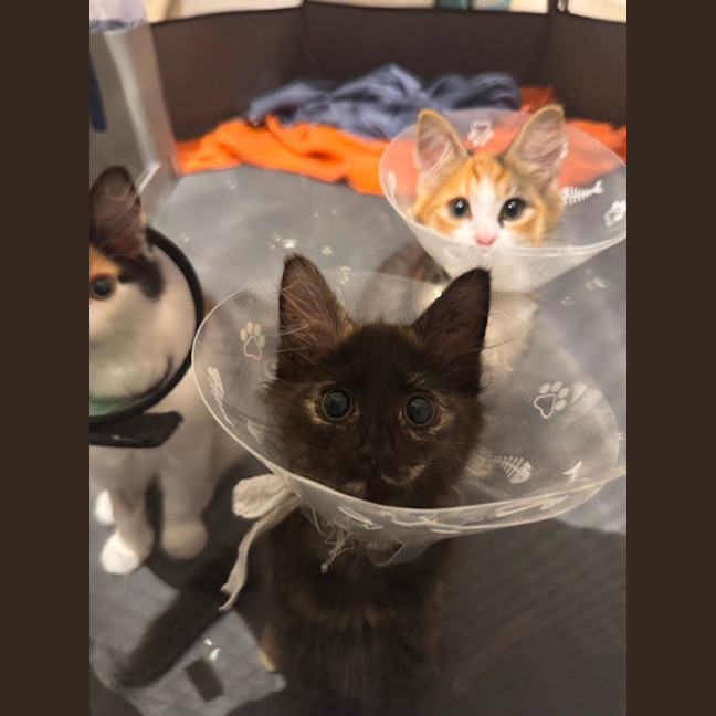 Photo of Feta & Olive