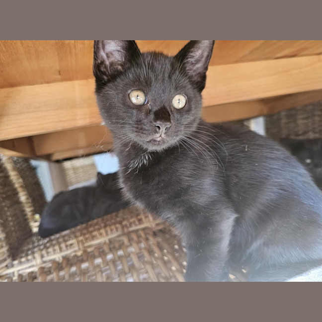 Photo of Wagga Meet Me@Petstock Keysborough 