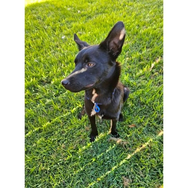 Photo of Badger *$350 Adoption Fee*