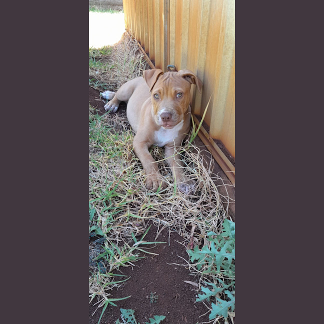Photo of Rocket