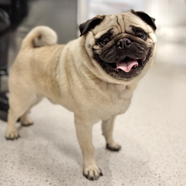 Photo of Archie