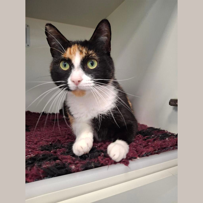 Photo of Tilly
