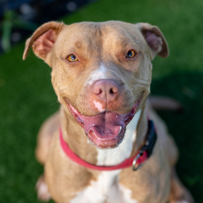 Photo of Snowbell Imp 2532