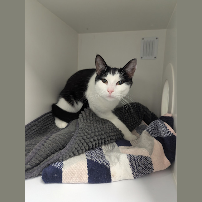 Photo of Cookie
