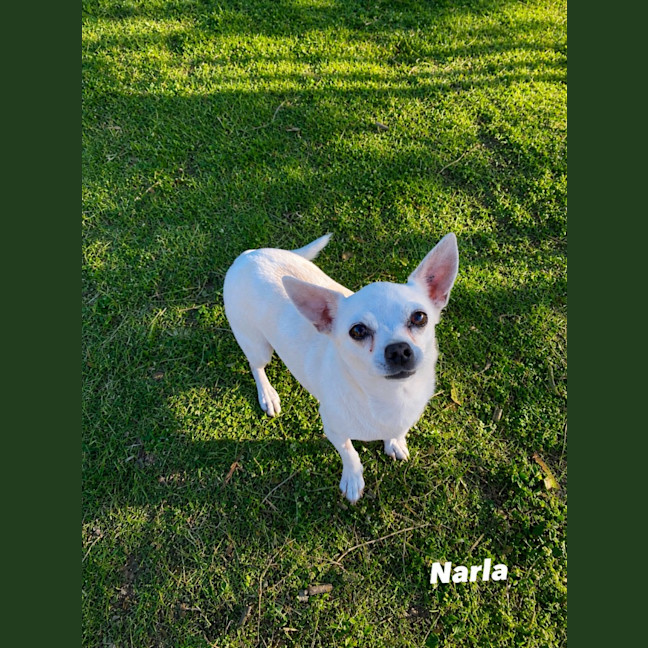 Photo of Narla