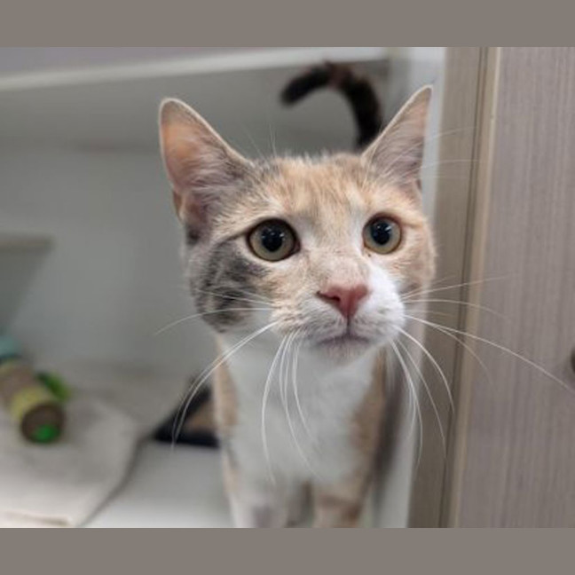 Photo of Biscuit