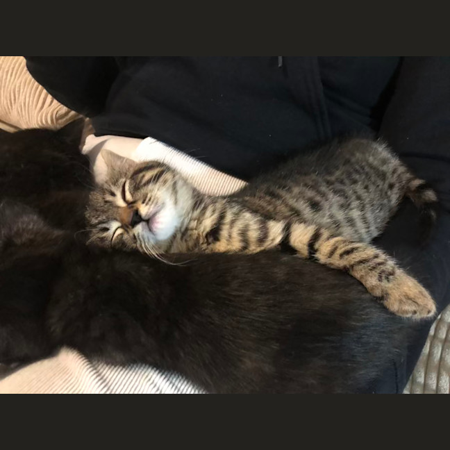 Photo of Toulouse   2 Month Old Domestic Short Hair (Trial)