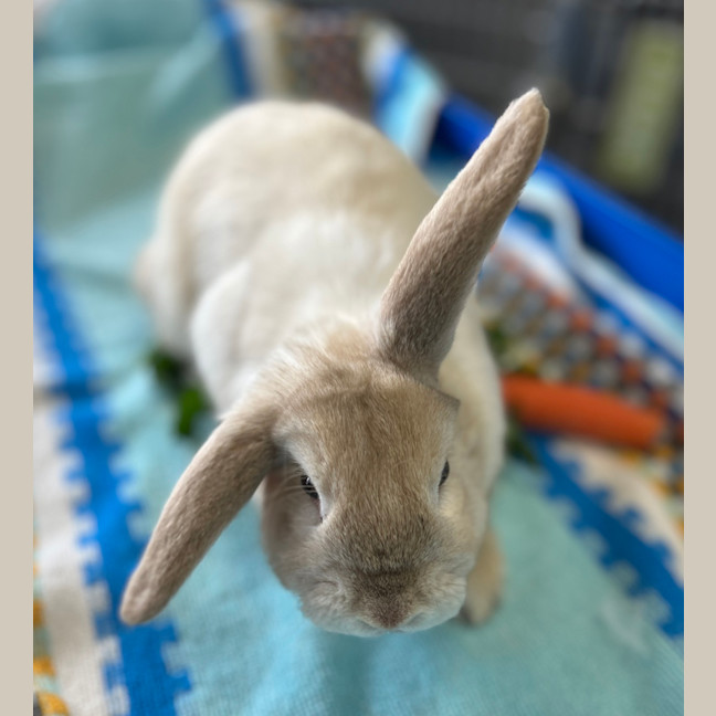 Photo of Hollandaise 