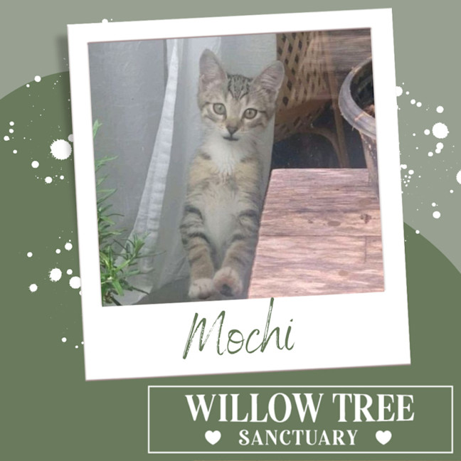 Photo of Mochi