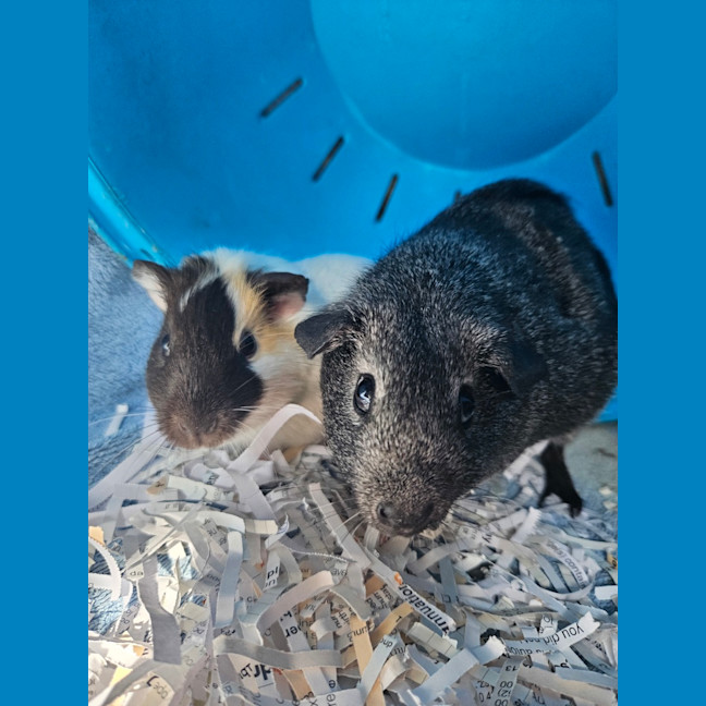 Photo of Penny