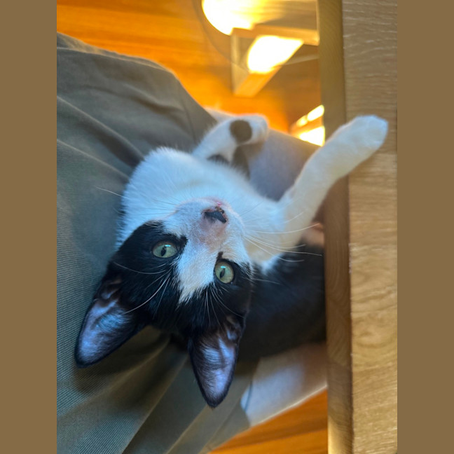 Photo of Domino And Ludo 