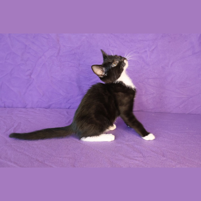 Photo of Sebastian